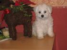 Bichon Frise Welpen