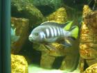 Pseudotropheus elongatus chewere