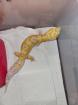 Leopardgecko 0. 1 white and Yellow Extreme Emerine,0. 1 Universe Leopardgecko