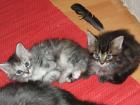 2 reinrassige Maine Coon-Kitten suchen neue Schmusepartner