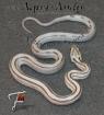 Superangebote des Monats November Kornnatter Pantherophis guttatus _____________