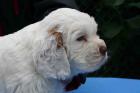 CLUMBER SPANIEL WELPEN  mit VDH-PAPIEREN