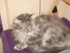 Maine Coon Dame 2,5 Jahre blue-creme