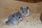 CHINCHILLABABIES