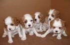 Cavalier King Charles Spaniel Welpen