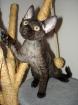 Devon Rex Kitten