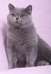 British shorthair ADULT TOMCAT FOR SALE