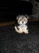 Yorkshire terrier welpe 8 wochen alt