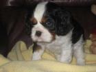 Cavalier King Charles Spaniel Welpe