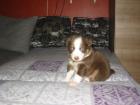 Australian Shepherd Welpen in allen Farben