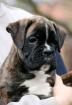 Boxer Welpen