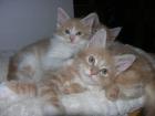 Maine Coon  Kater Kitten