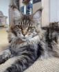 Maine Coon Babys