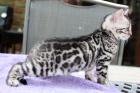 Rarität - silber Bengal Kitten (US-Import)