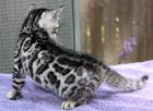 Rarität - silber Bengal Kitten  US-Import 