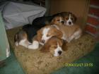 Beagle Welpen