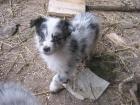 Australian Shepherd Welpen