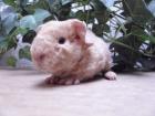 US- Teddy Meerschweinchen