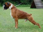 Boxerwelpen