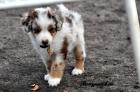 Noch ein zauberhafter Mini Australian Shepherd Welpe 