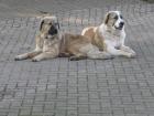 Hannes & Barney,  schmerzlich vermisst  -  verzweifelt gesucht!!