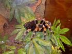 Verkaufe meine Vogelspinnen. B. smithi