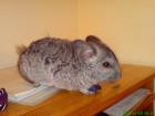 Chinchilla sucht neues zuhause!