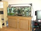 Komplett Aquarium 240 Liter mit 5 Roten Piranhas + 2 welse