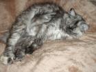 Hübsche maine Coon Mixkatze 3. Jahre