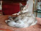 Maine Coon Kitten, 3 typvolle liebe Babies suchen ein liebevolles neues Zuhause