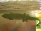 1.0 Phelsuma Madagascariensis Grandis, eigene NZ 