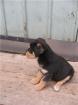 Rottweiler- Weymaraner Hundewelpen