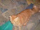 Maine Coon Kater red tabby 11 Monate potent mit Deckerfahrung