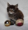 Maine Coon Babys, verschmuste kleine Babys suchen liebevolles zu Hause