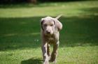 Weimaraner Welpen