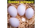 BRESSE schwarz, Bruteier, seltene Hühnerrasse 