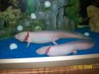 2 Albino- Axolotl mit Aquarium (128L) zu verkaufen