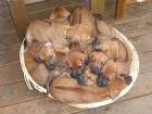 Rhodesian Ridgeback Welpen