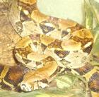 Verkaufe Boa C. Constrictor ca. 2m 