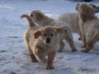 Süße Golden Retriever Welpen aus Familienzucht abzugeben