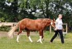 A Smokin Little Gun AQHA & APHA !!