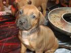 Rhodesian Ridgeback welpen mit Pap. ab Februar abzugeben