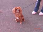 Cavalier King Charles Spaniel erfahrener Deckrüde in ruby