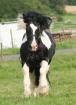 Gekörter Irish Cob Deckhengst