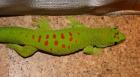 1.0 phelsuma grandis