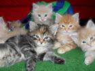 Main Coon Baby´s suchen neuen Schmussekreis!!