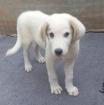 Paul - liebt es zu toben