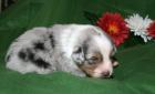 6 Australian Shepherd Welpen