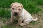  2 verschmuste Shar Pei Welpen