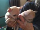 Gesucht Mini Chihuahua Weibchen KH in beige oder weiß